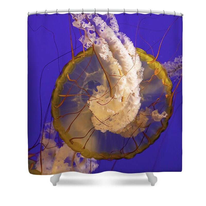 Nature Shower Curtain featuring the photograph Pacific Sea Nettle by Bob Cournoyer