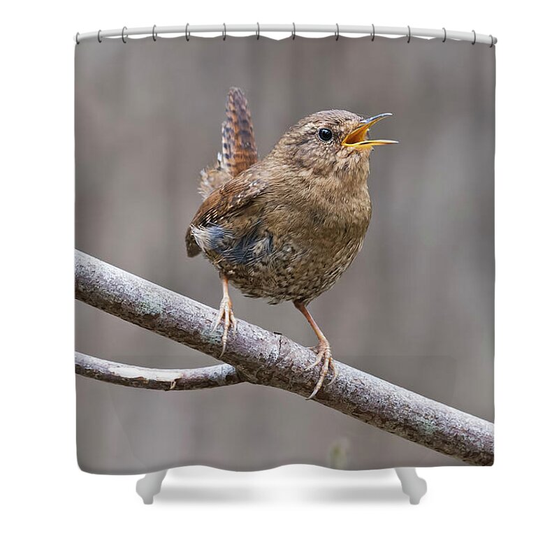 Wren Shower Curtain featuring the photograph Pacific-winter Wren by Terry Dadswell