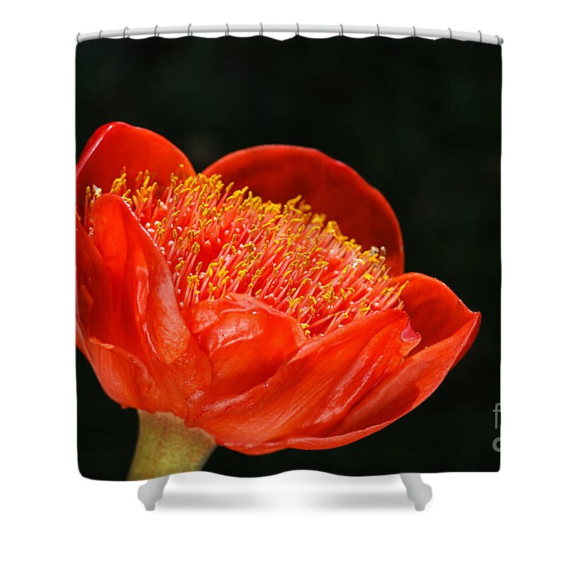 Haemanthus Coccineus Shower Curtain featuring the photograph Paintbrush Lily Red by Joy Watson
