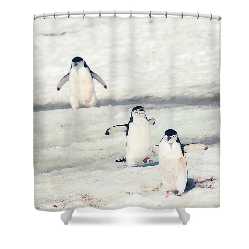 03feb20 Shower Curtain featuring the photograph Palaver Point Welcoming Party by Jeff at JSJ Photography
