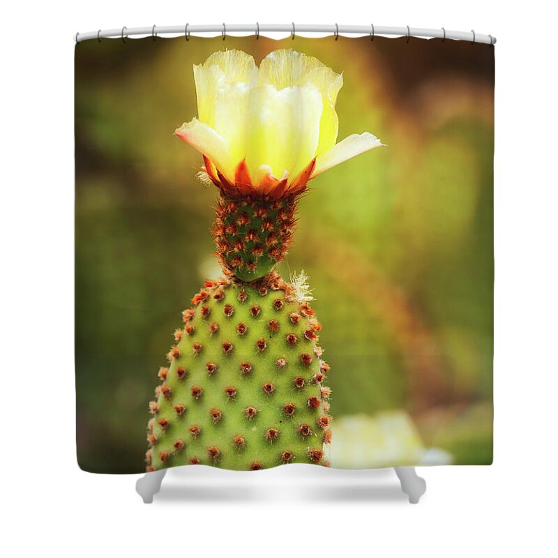 Yellow Prickly Pear Shower Curtain featuring the photograph Pale Gold by Saija Lehtonen