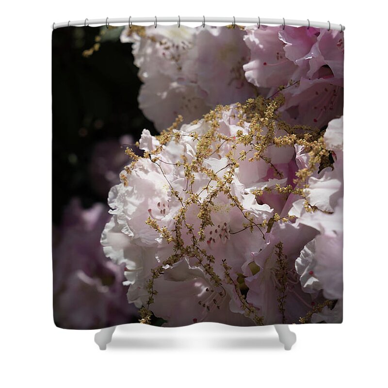 Rhododendron Shower Curtain featuring the photograph Pale pink rhododendron flowers 2 by Adriana Mueller