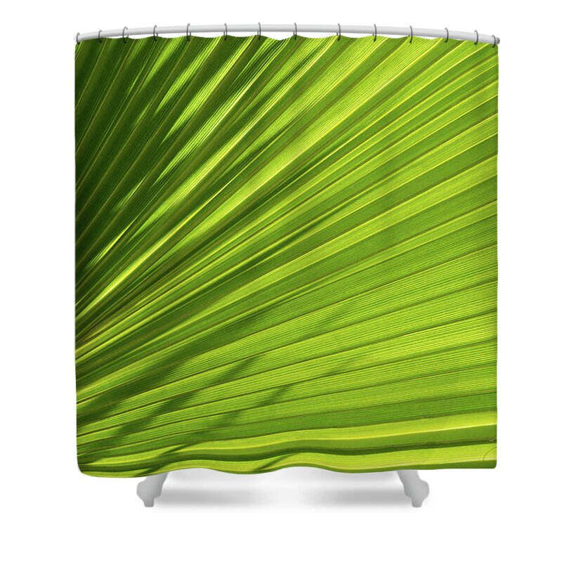 Palm Leaf Shower Curtain featuring the photograph Palm leaf with light and shadow 1 by Adriana Mueller