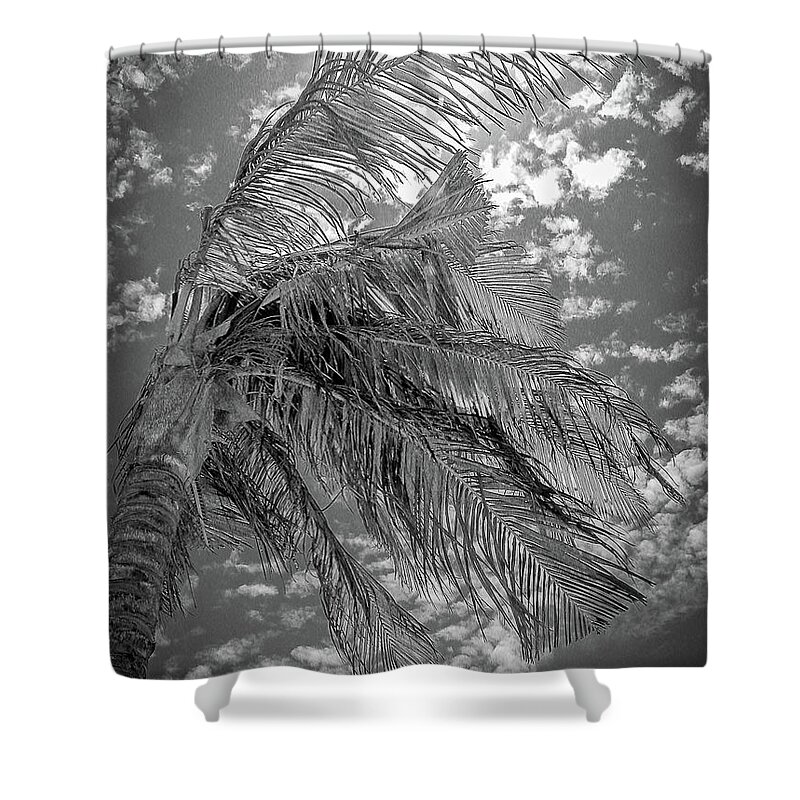 Mexico Shower Curtain featuring the photograph Palm Tree - Mexico by Frank Mari