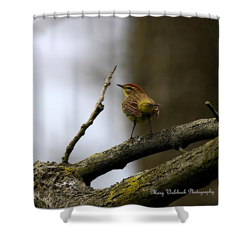 Palm Warbler Shower Curtain featuring the photograph Palm Warbler by Mary Walchuck
