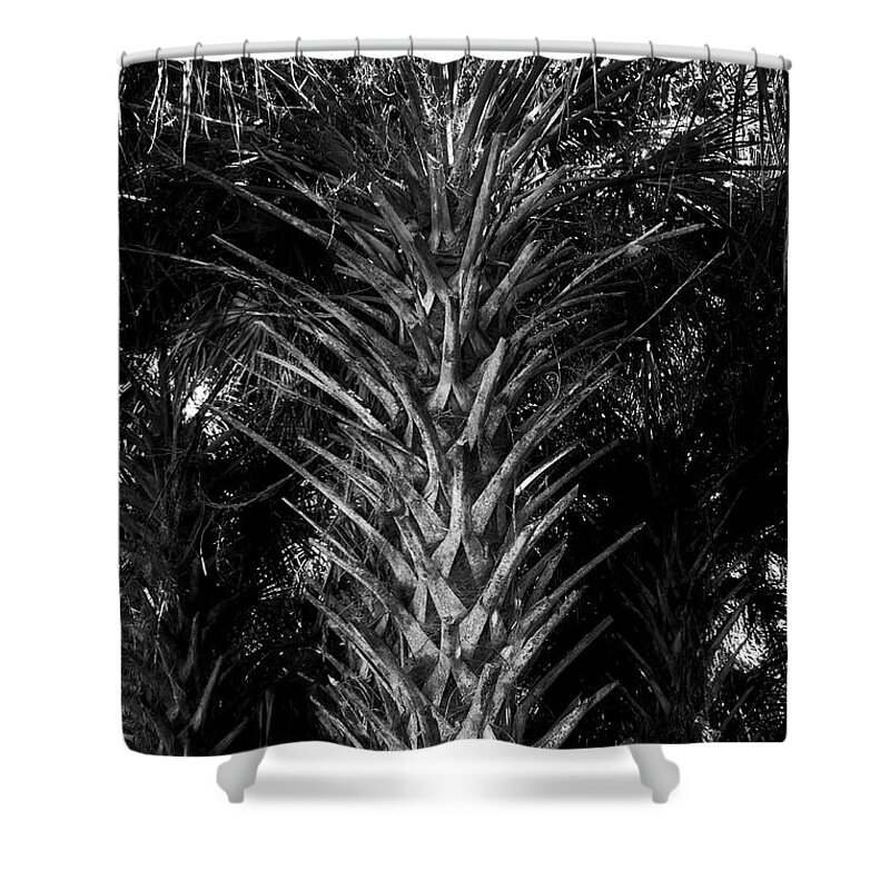 Palm Tree Shower Curtain featuring the photograph Palms by George Taylor