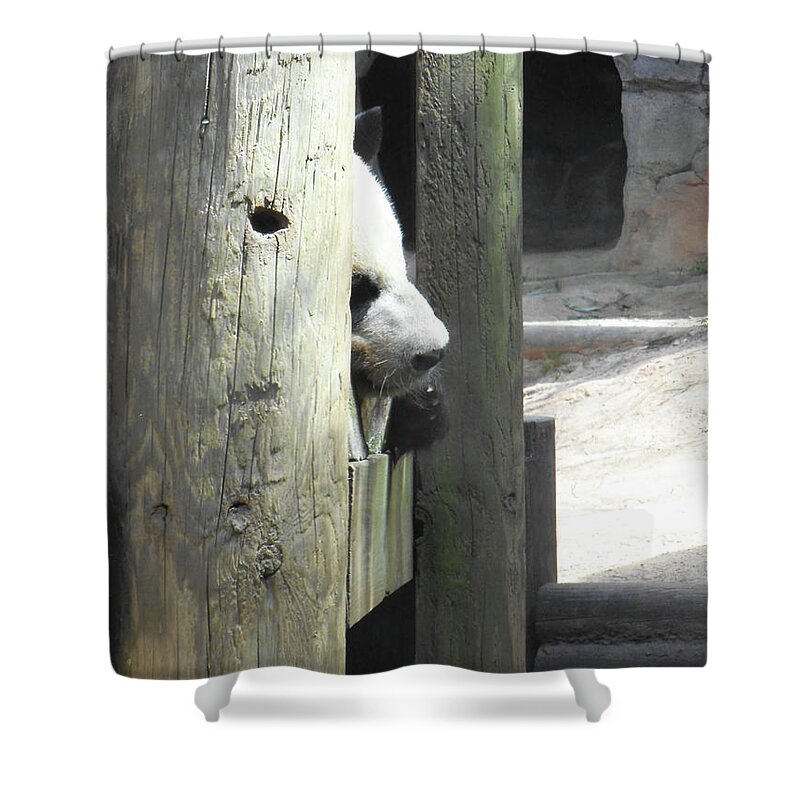 Panda Shower Curtain featuring the photograph Panda Nap by Heather E Harman