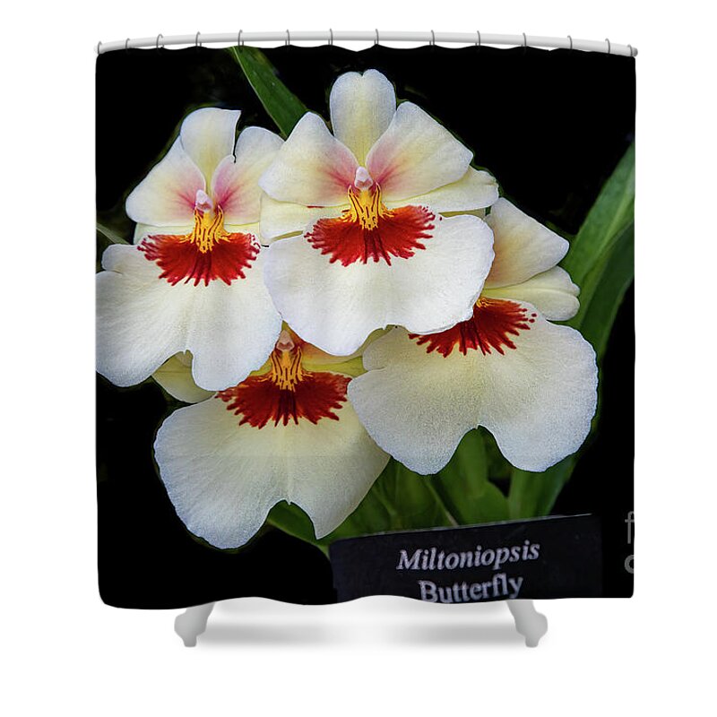 Conservatory Shower Curtain featuring the photograph Pansies on Parade by Marilyn Cornwell