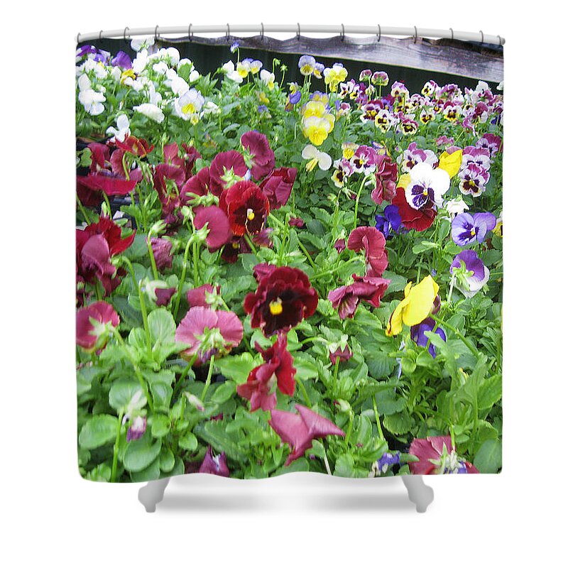 Pansies Shower Curtain featuring the photograph Pansy Power by David Zimmerman