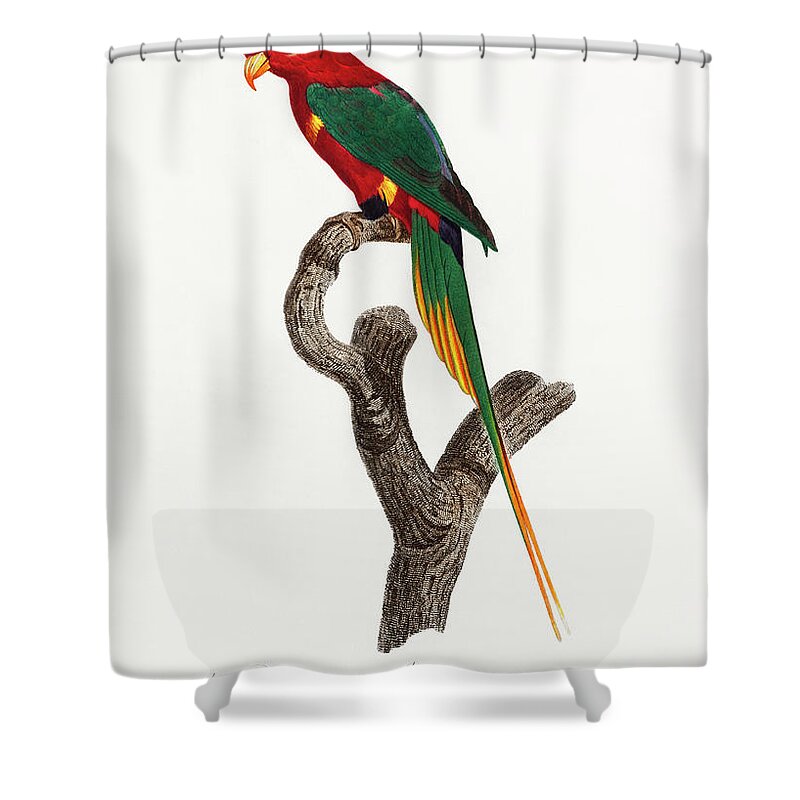 Animal Shower Curtain featuring the painting Papuan Lorikeet from Natural History of Parrots by MotionAge Designs