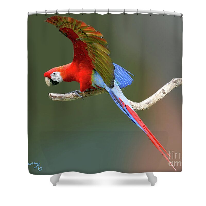 Nature Shower Curtain featuring the photograph Parrot on a Limb by Mariarosa Rockefeller