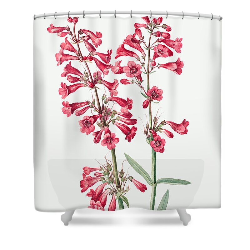 Parry's Penstemon Shower Curtain featuring the painting Parry's Penstemon Flowers. ByMary Vaux Walcott by World Art Collective