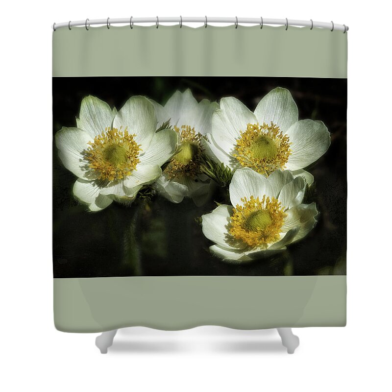 Pasqueflower Shower Curtain featuring the photograph Pasqueflowers by Belinda Greb