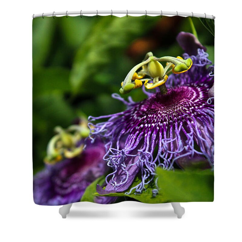 Passiflora Incarnata Shower Curtain featuring the photograph Passiflora incarnata by W Craig Photography