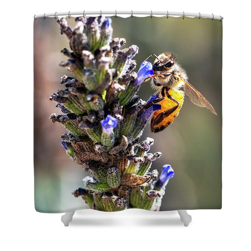 Bee Shower Curtain featuring the photograph Passing The Whiff Test by Joe Schofield