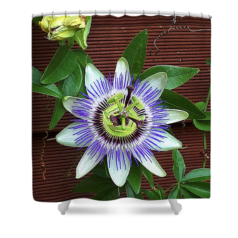 Flower Shower Curtain featuring the photograph Passion Flower Beauty by Brenda Kean