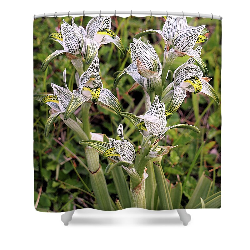 Orchids Shower Curtain featuring the photograph Patagonia Orchids by Leslie Struxness