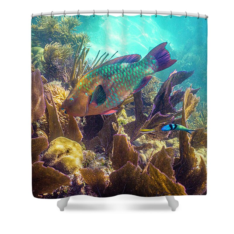 Animals Shower Curtain featuring the photograph Path to Atlantis by Lynne Browne