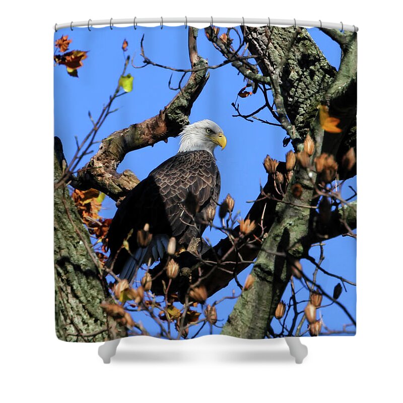 Bald Eagles Shower Curtain featuring the photograph Patiently Waiting by Geoff Crego