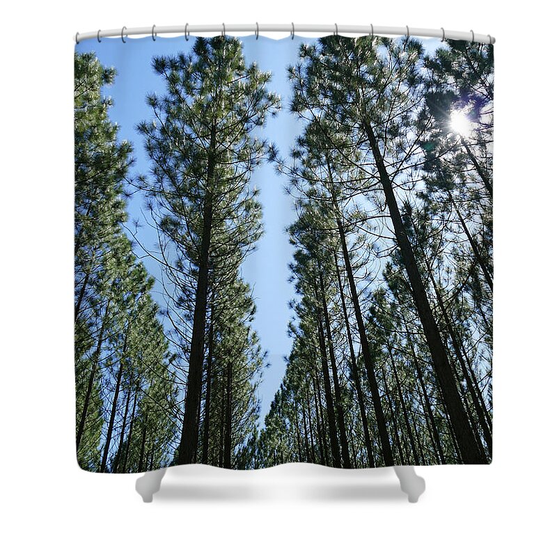 Landscape Shower Curtain featuring the photograph Patterns In The Pine Forest by Maryse Jansen