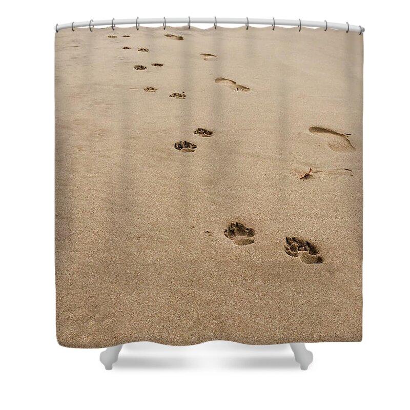 Man's Best Friend Shower Curtain featuring the photograph Pawprints in the Sand by Patty Colabuono