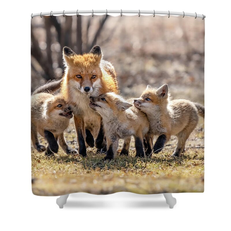 Fox Shower Curtain featuring the photograph Paws a Moment by James Overesch