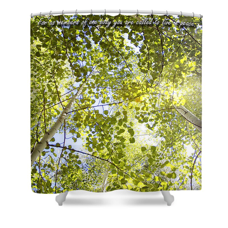 Christian Shower Curtain featuring the photograph Peace And Thankfulness Among Aspens by Lincoln Rogers