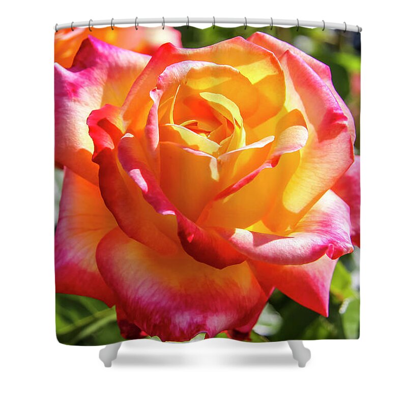 Apricot Shower Curtain featuring the photograph Peaceful Rose by Dawn Richards