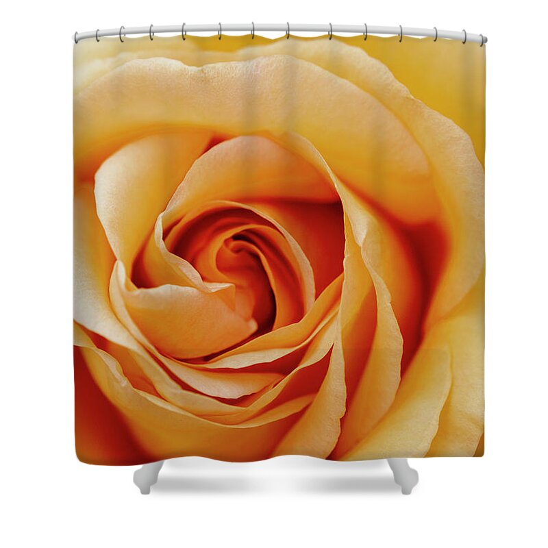 Rose Shower Curtain featuring the photograph Peach Rose by Gareth Parkes