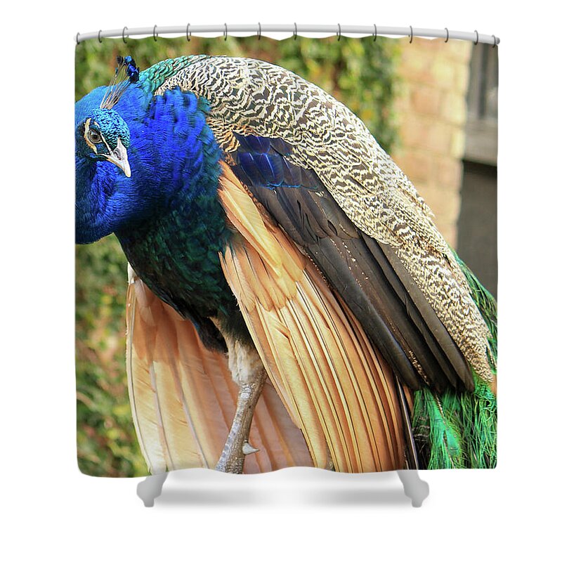 Peacock Shower Curtain featuring the photograph Peacock 3 by Cindy Robinson