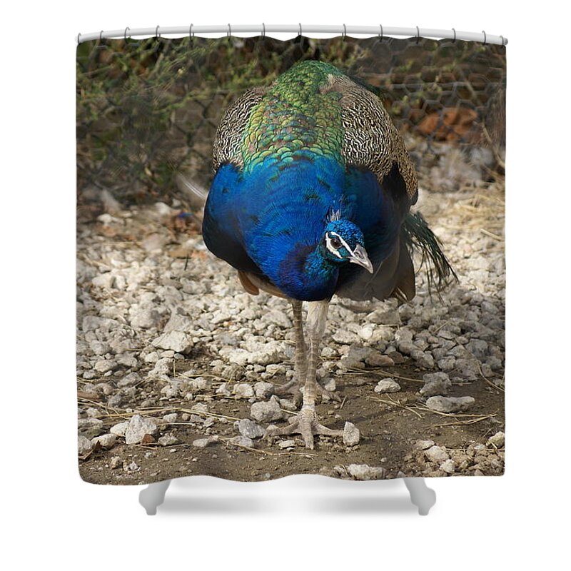  Shower Curtain featuring the photograph Peacock Strut by Heather E Harman