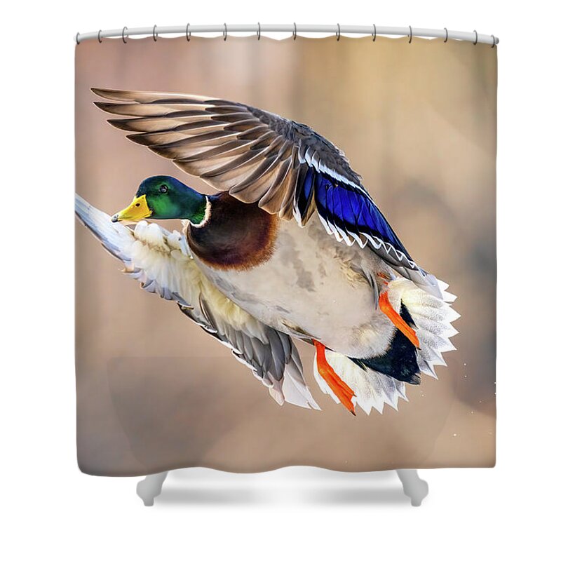 Duck Shower Curtain featuring the photograph Peaking Duck by James Overesch