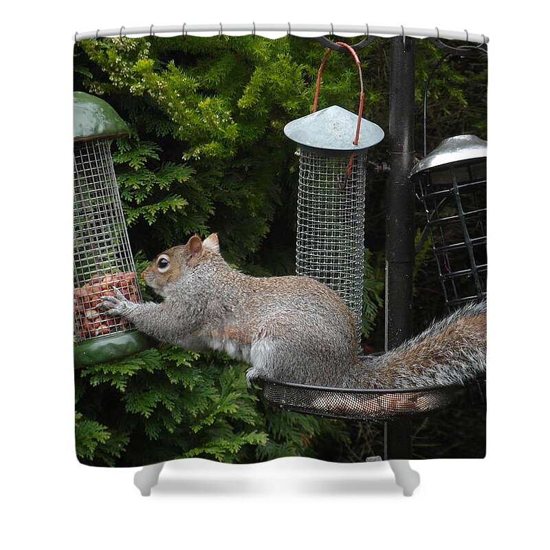 Squirrels Shower Curtain featuring the painting Peanuts attract. by Val Byrne