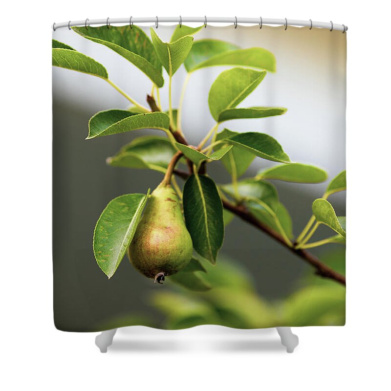 Tree Shower Curtain featuring the photograph Pear Tree by Amelia Pearn
