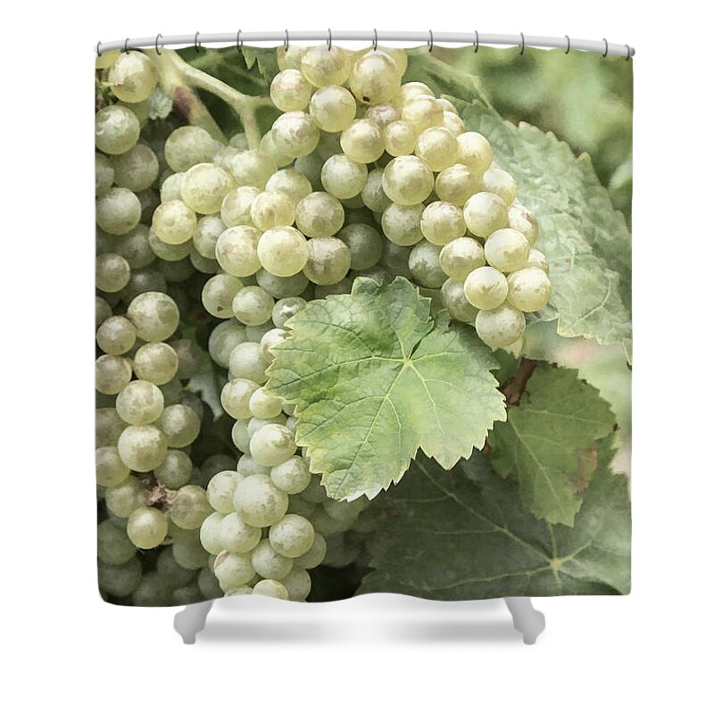 Autumn Colours Shower Curtain featuring the photograph Pearls of the Vineyard by Marilyn Cornwell