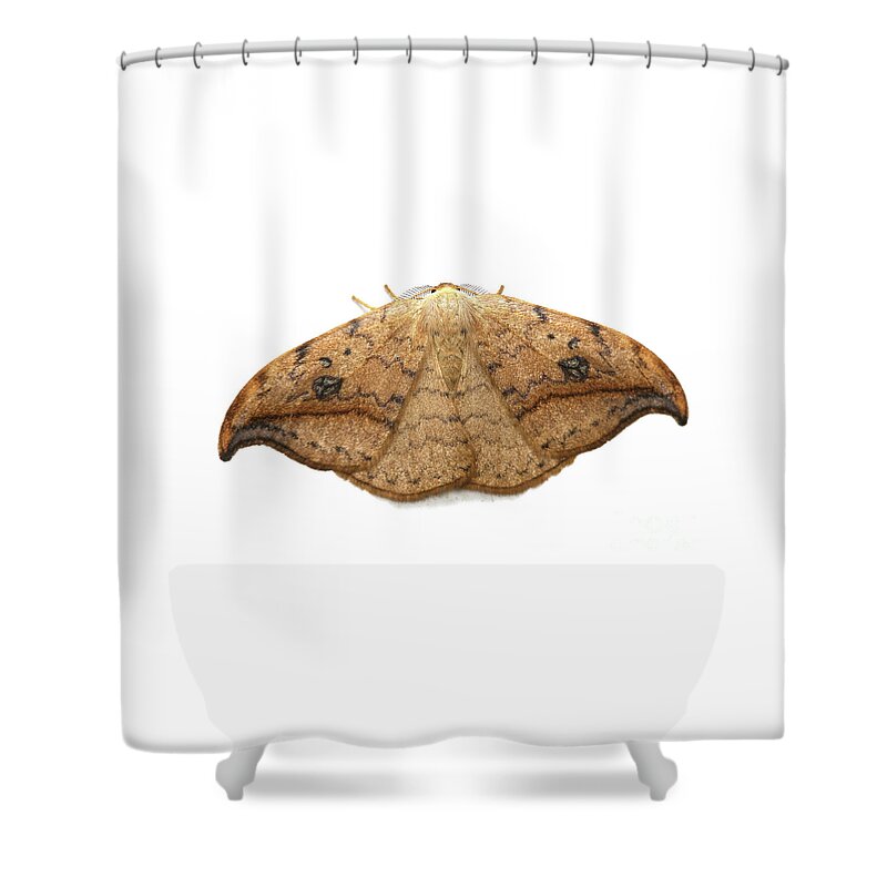 Pebble Hook Shower Curtain featuring the photograph Pebble Hook-tip Moth by Warren Photographic