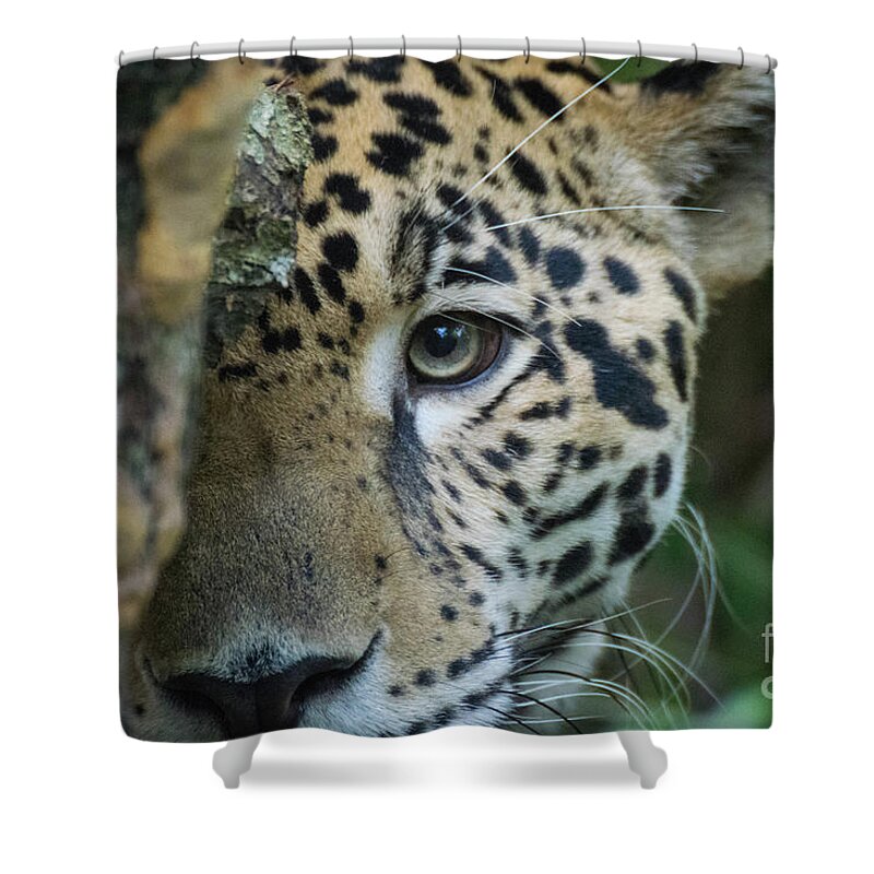 Big Shower Curtain featuring the photograph Peek-a-boo by Ed Stokes