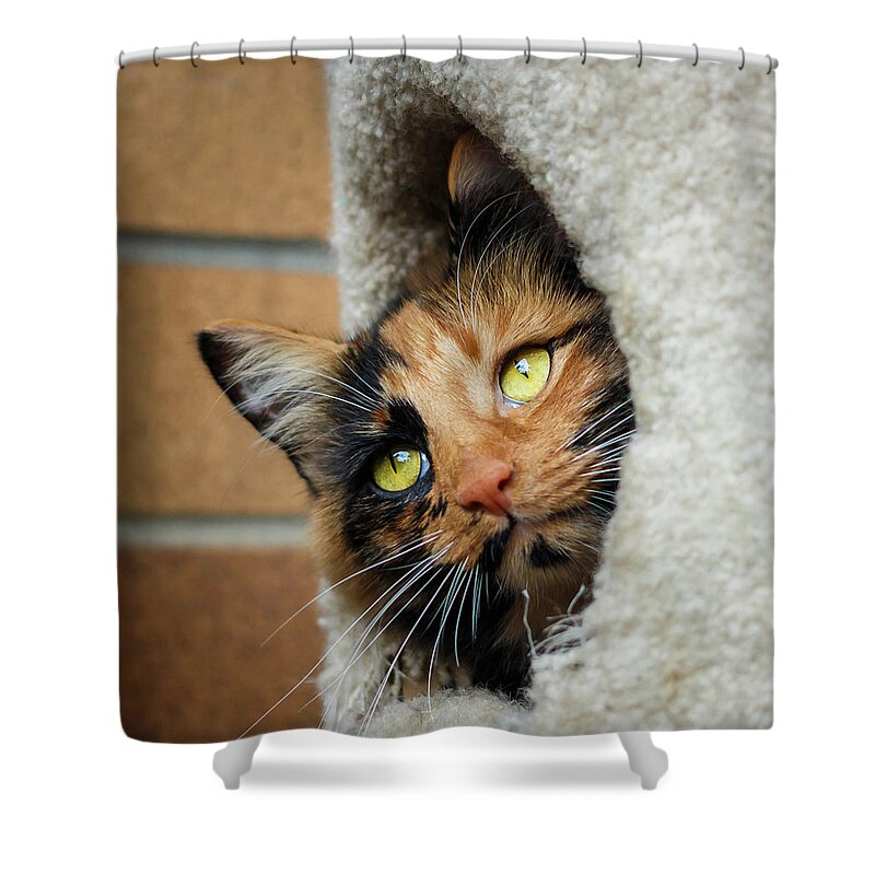 Art Shower Curtain featuring the photograph Peeping Tom Cat by Rick Deacon