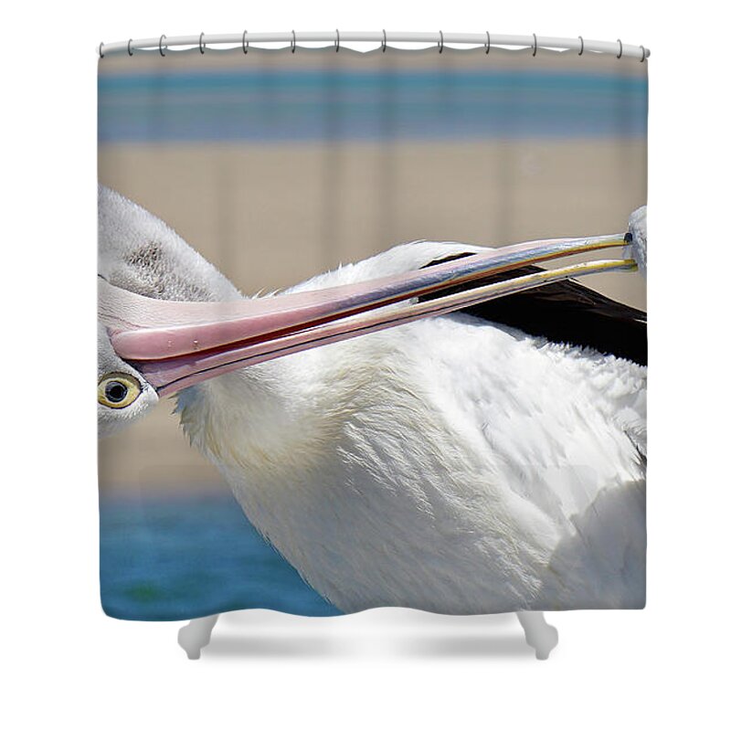 Australian Pelican Shower Curtain featuring the digital art Pelican care 027 by Kevin Chippindall