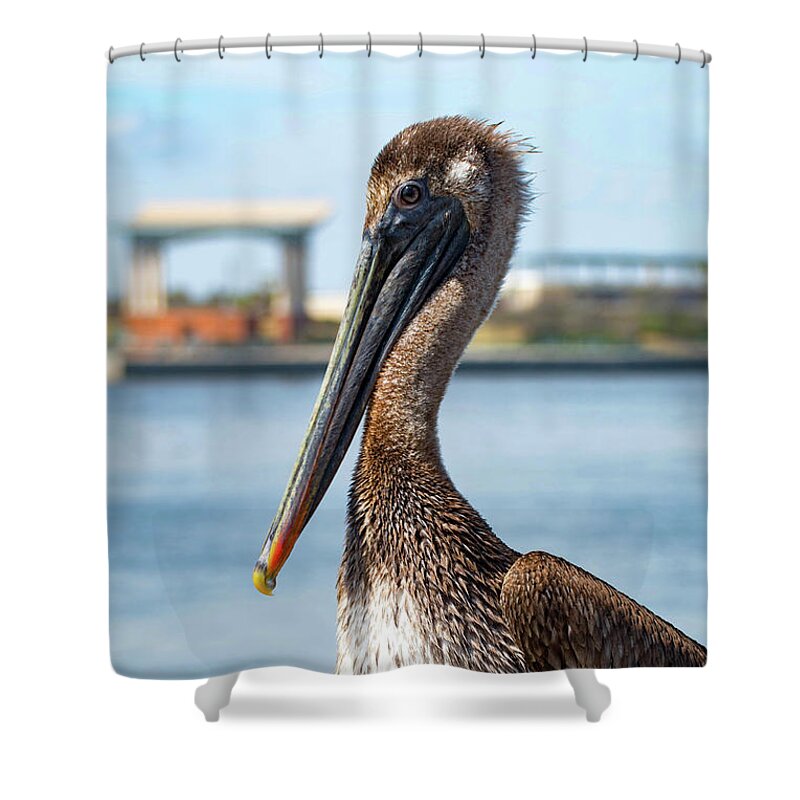 Pelican Shower Curtain featuring the photograph Pelican in Downtown Pensacola, Florida by Beachtown Views