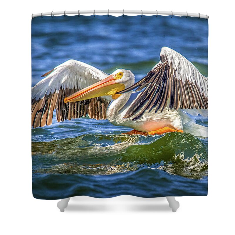 Grand Lake Shower Curtain featuring the photograph Pelican Lift Off by David Wagenblatt
