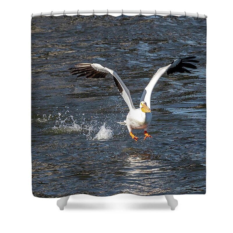 Birds Shower Curtain featuring the photograph Pelican liftoff by Harold Rau
