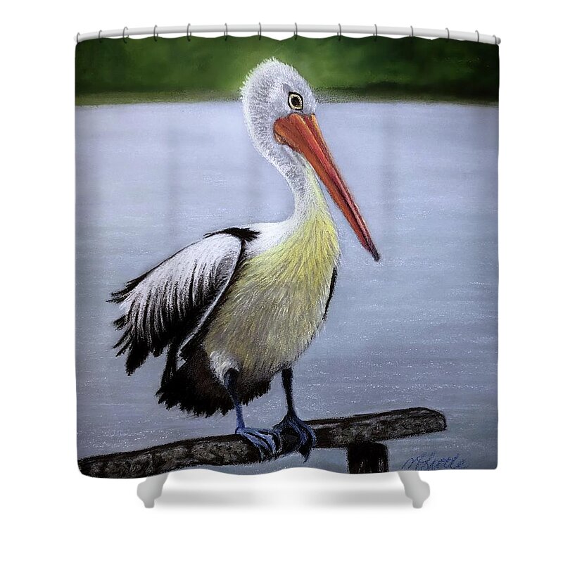 Pelican Shower Curtain featuring the drawing Pelican by Marlene Little