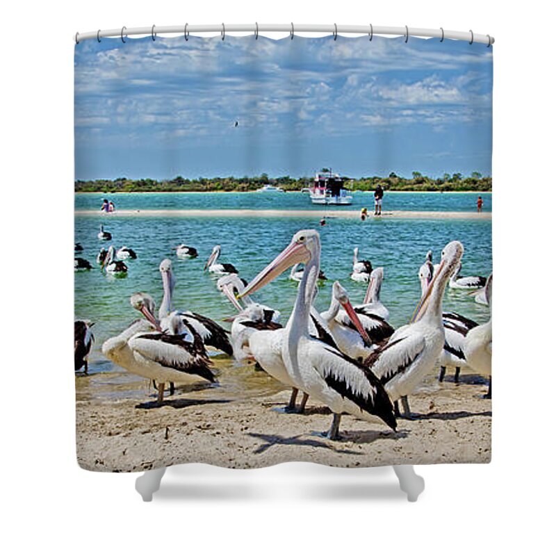 Australian Pelicans Shower Curtain featuring the photograph Pelican Party by Az Jackson