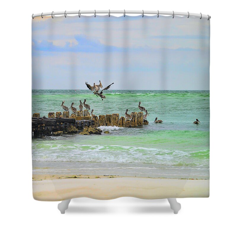 Pelicans Shower Curtain featuring the photograph Pelicans in Florida by Alison Belsan Horton