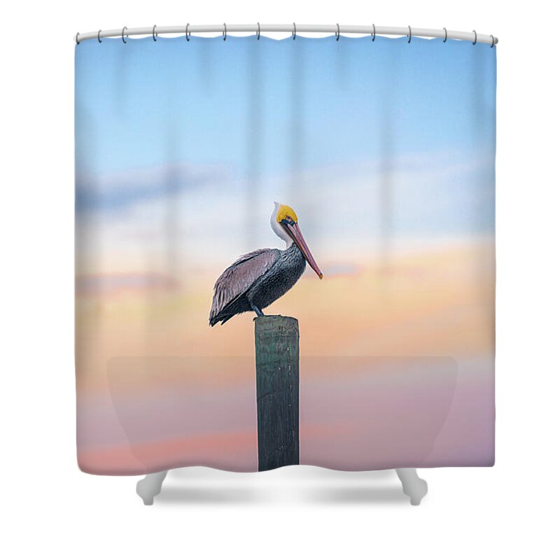 Pelican Shower Curtain featuring the photograph Pelicans Pit Stop by Jordan Hill