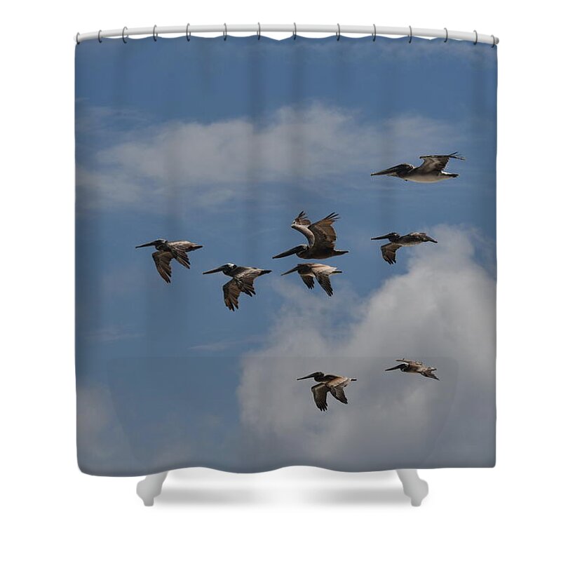 Pelican Shower Curtain featuring the painting Pelicans Up and Away by Deborah Tidwell Artist