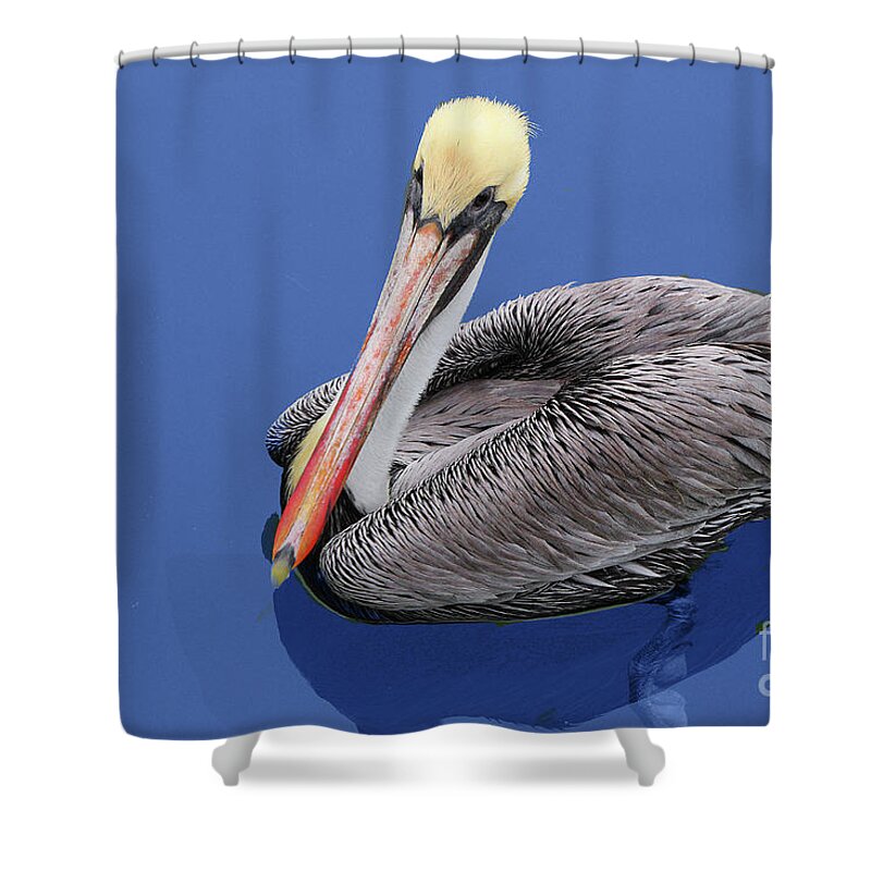 Nature Shower Curtain featuring the photograph Pensive Pelican by Mariarosa Rockefeller