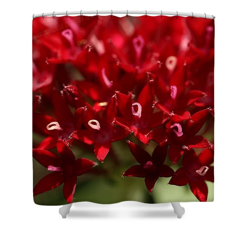 Penta Flower Shower Curtain featuring the photograph Red Penta Flowers by Mingming Jiang