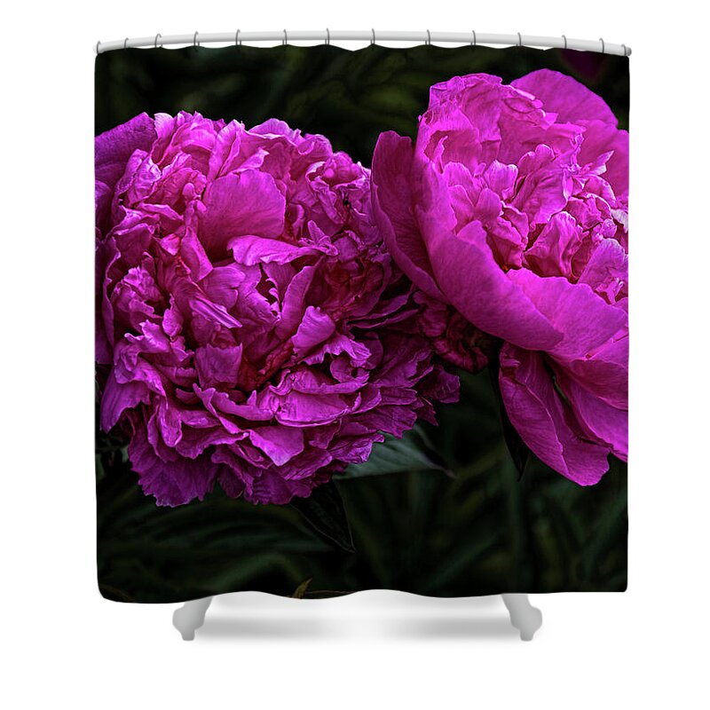 Flowers Shower Curtain featuring the photograph Peonies by Elaine Teague
